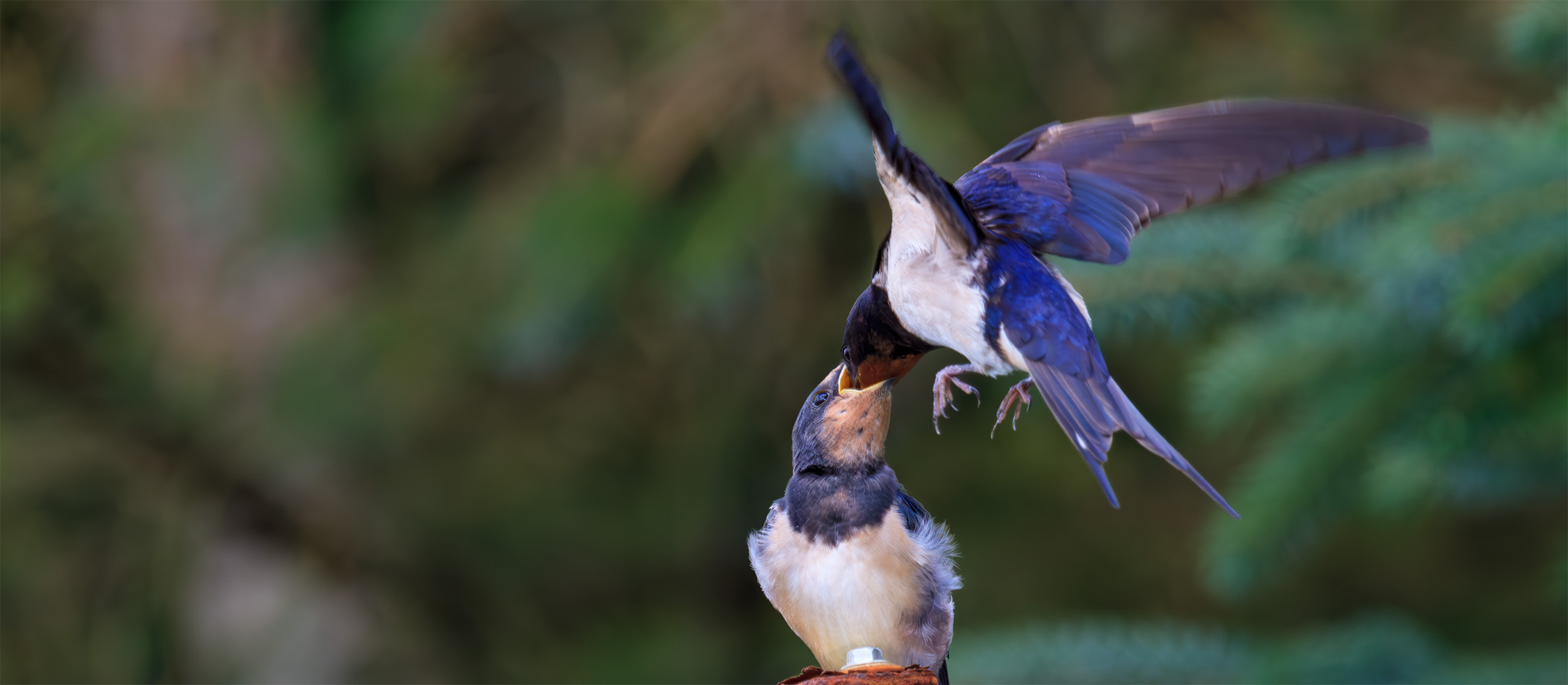 Hirundo rustica swallow shetland feeding young
